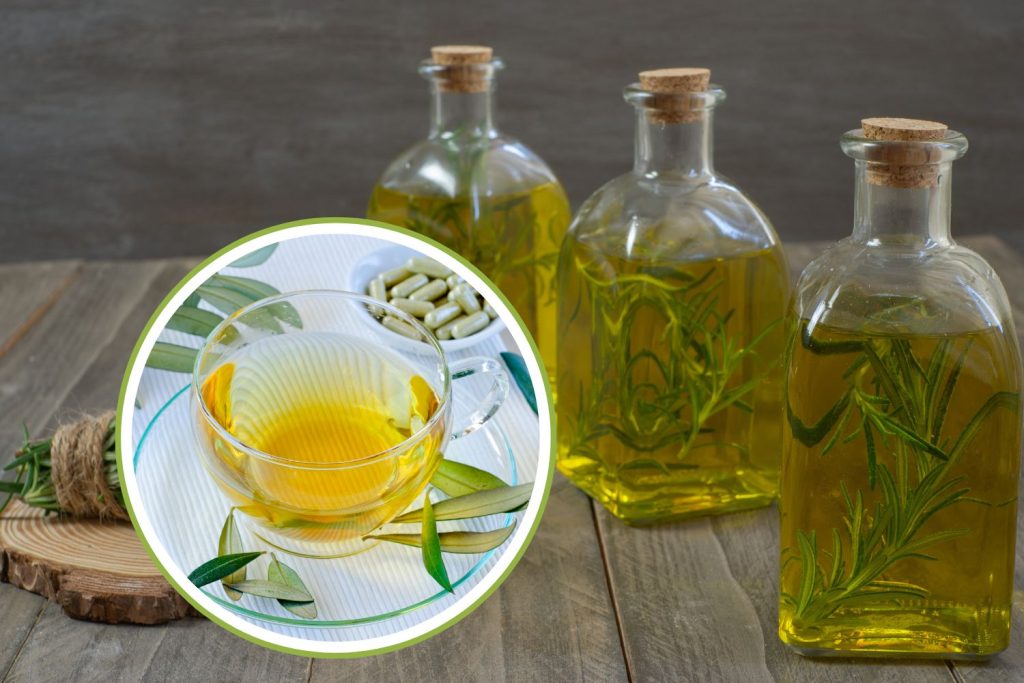 Extracto de hoja de olivo: cómo preparar un antibiótico natural de ...