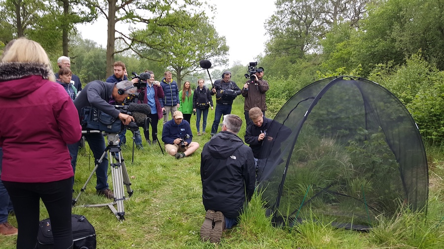Vuelto a Checkered Skipper UK 2018 por Susannah O'Riordan