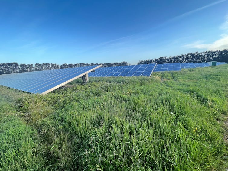 Un campo de hierba larga con paneles solares.