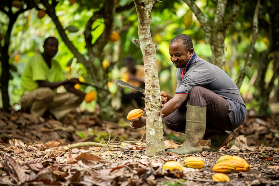 Cocoa Leaders Unite to Embrace Innovation in the Face of Unprecedented Challenges at WCF Partnership Meeting