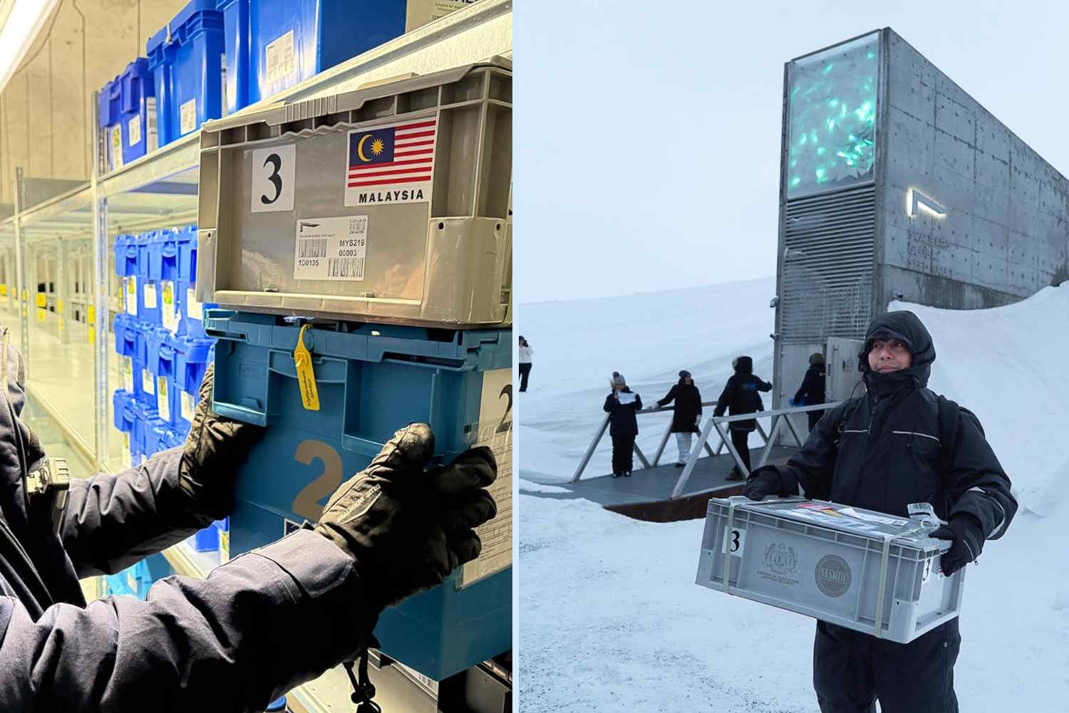 malesia semi svalbard