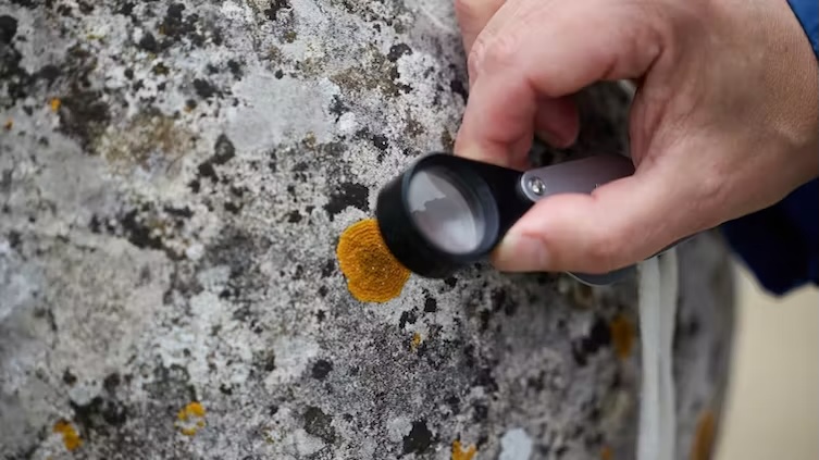How lichens are bringing stone to life and reconnecting us with the natural world