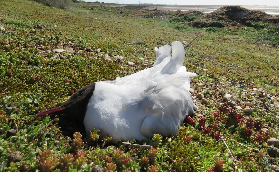 BTO scientists call for urgent investment in long-term monitoring and improved approaches to disease response, as avian influenza decimates a suite of bird species