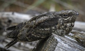 Tres Churrs para Nightjars: año récord para las especies de brezales en las reservas de la naturaleza RSPB