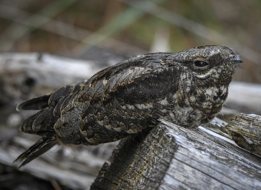 Three churrs for Nightjars: record-breaking year for the heathland species on RSPB nature reserves 