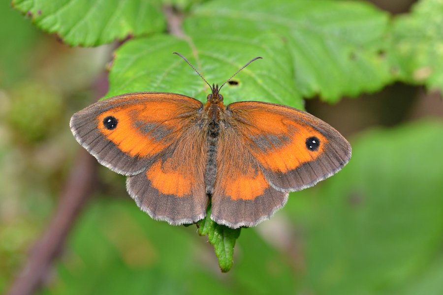 Trees and hedges on farmland significantly boost butterfly numbers, study finds
