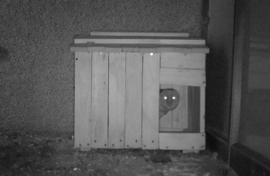 Owl’s well that ends well: A conservation tale at the UFS