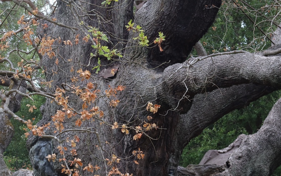 Drought stress adding to challenge of caring for Sherwood Forest’s iconic Major Oak