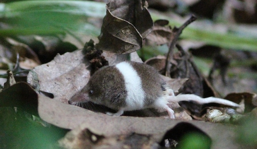 Once-in-a-lifetime finding of incredibly rare ‘humbug’ pygmy shrew photographed in Cornwall