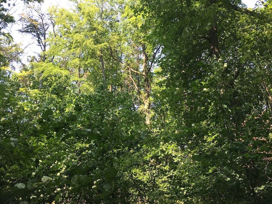 People can accurately judge biodiversity through sight and sound