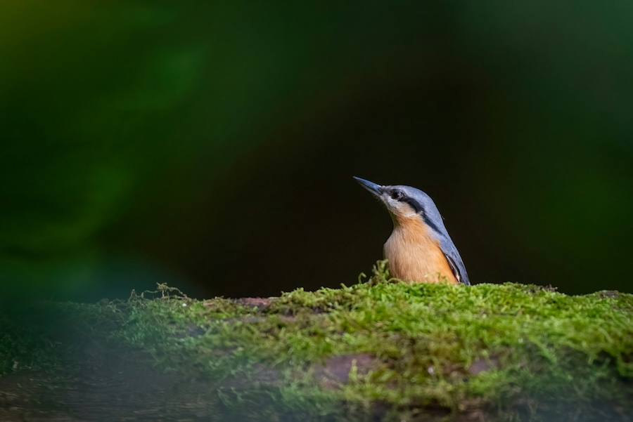 One year on from landmark environment march, only 8% of Brits are confident Government will meet targets to halt nature’s decline