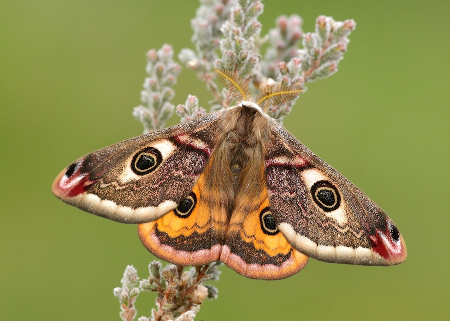 Volunteers wanted to help search north of England for rare butterfly and one of UK’s largest moths
