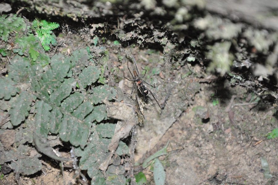 Spider uses trapped fireflies as glowing bait to attract more prey