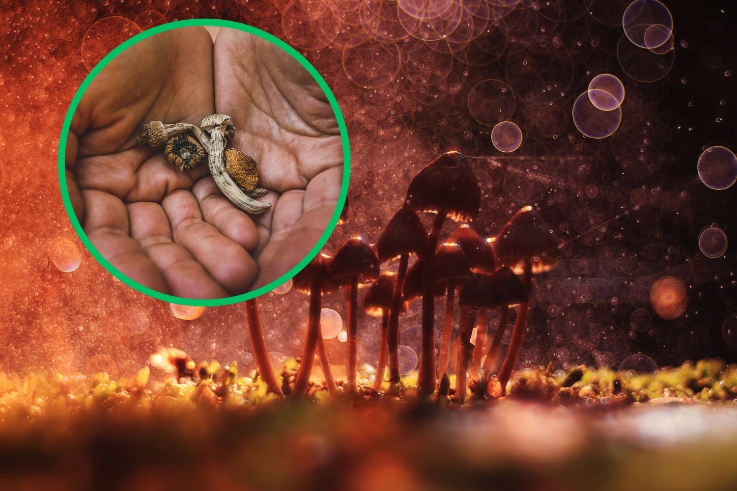 funghetti depressione