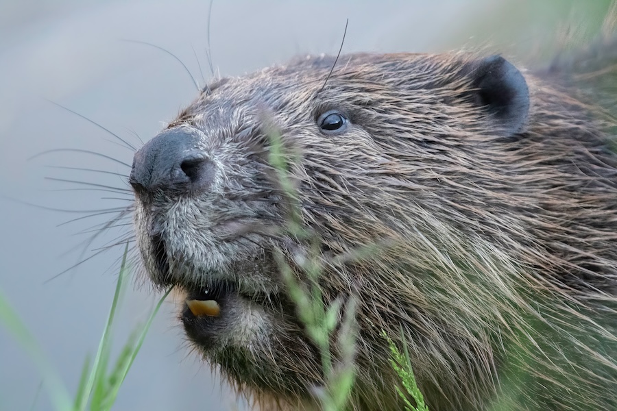 Communities invited to discuss potential return of beavers to Loch Ness area