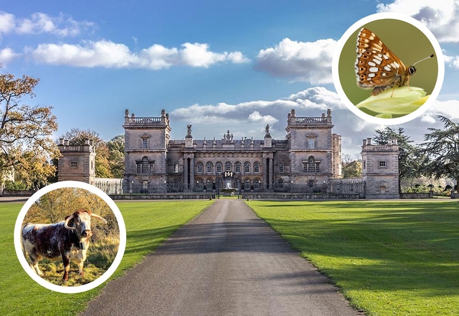 Lincolnshire castle uses Space Age tech to help reintroduce rare butterfly