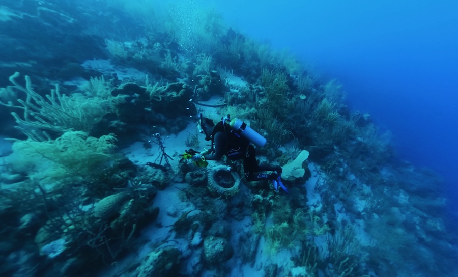 What noise does a fish make? New underwater tool lets ecologists ID fish from their sounds