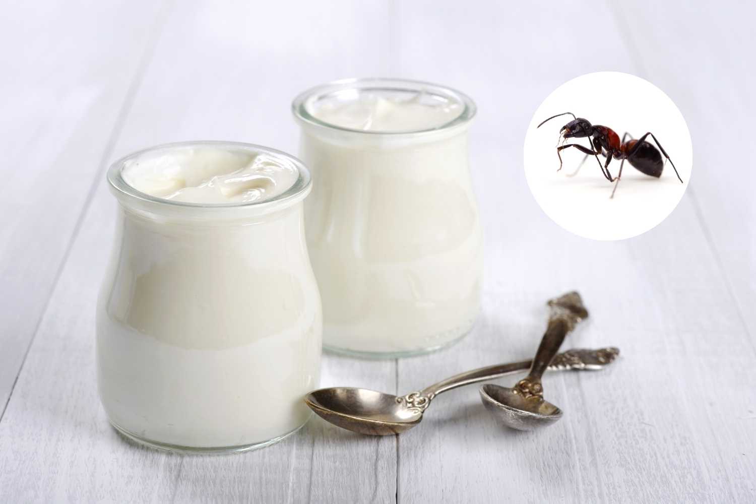 yogurt bianco formiche