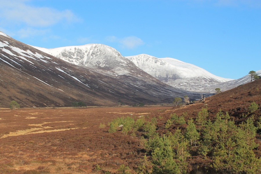 Project to restore and expand Scotland’s ancient forests is boosting moth biodiversity
