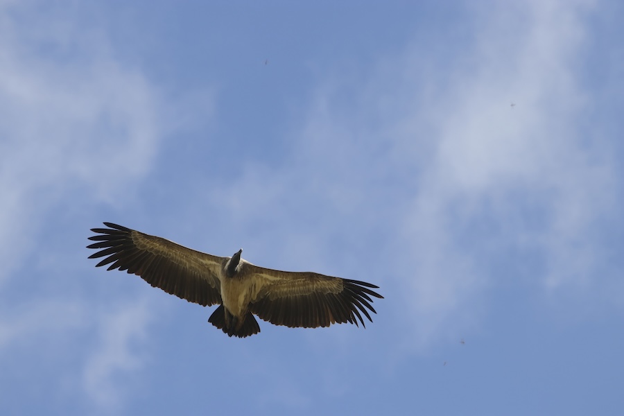 Cow retirement communities helping to save vultures from extinction