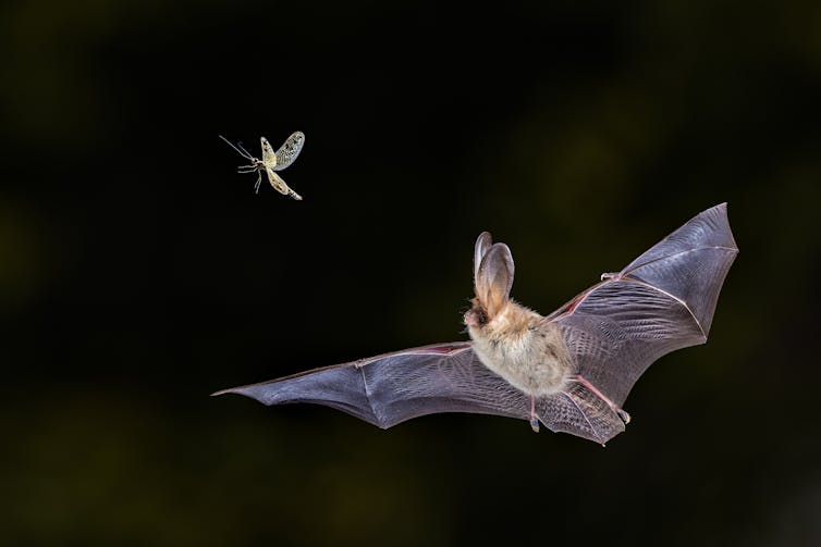 Murciélago volando y tratando de atrapar polillas en el aire.