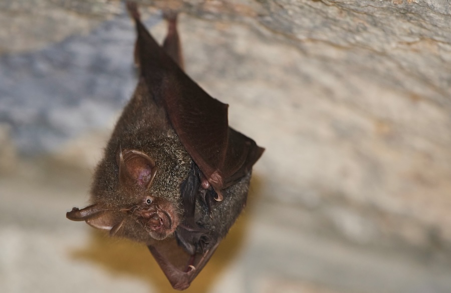 Seven things Halloween and Hollywood get wrong about bats