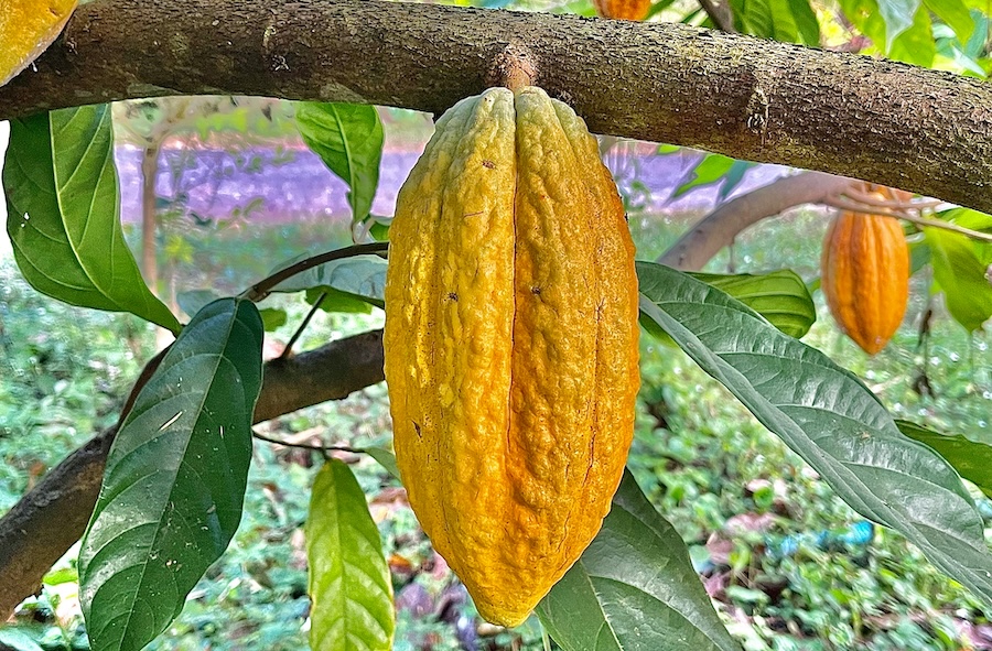World Cocoa Foundation Unveils 2026 Amsterdam Partnership Meeting Programme 
