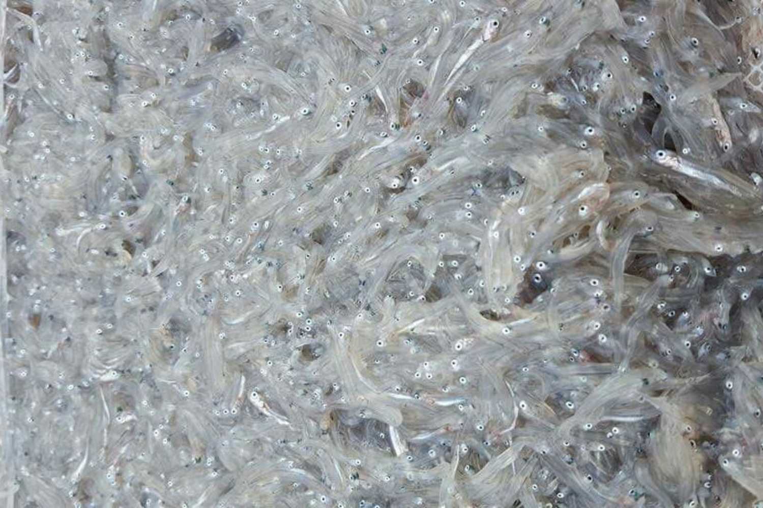 recién nacido – juveniles de sardinas y anchoas