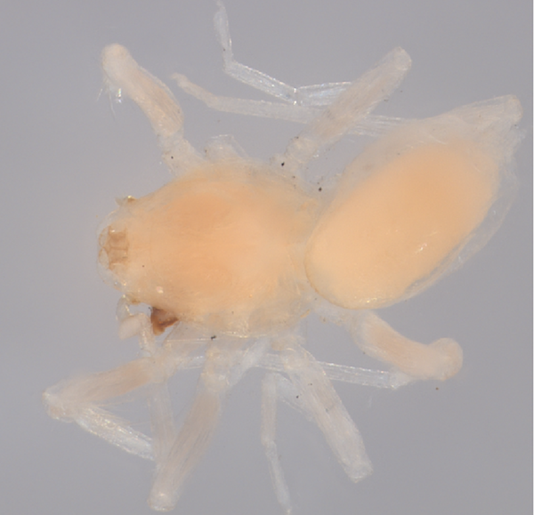 La araña duende de Christy Jo, Ischnothyreus christyjoae