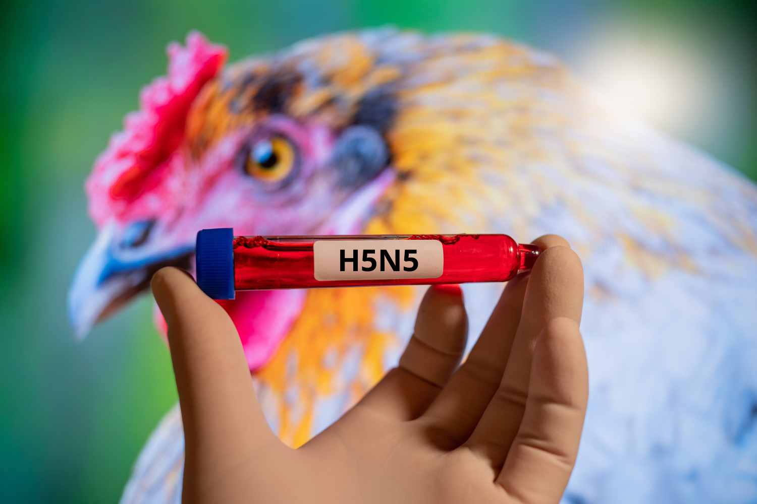 virus aviaria H5N5
