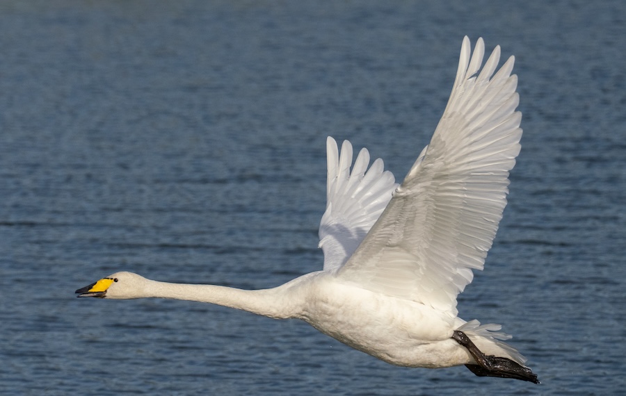 Increase in Avian Influenza cases causes concern for wild birds across the UK