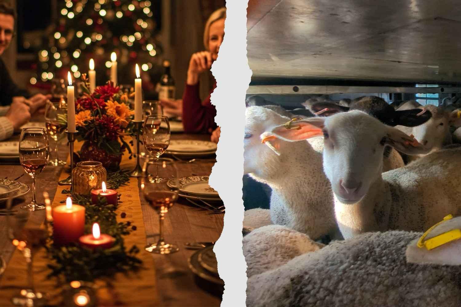 natale senza crudeltà