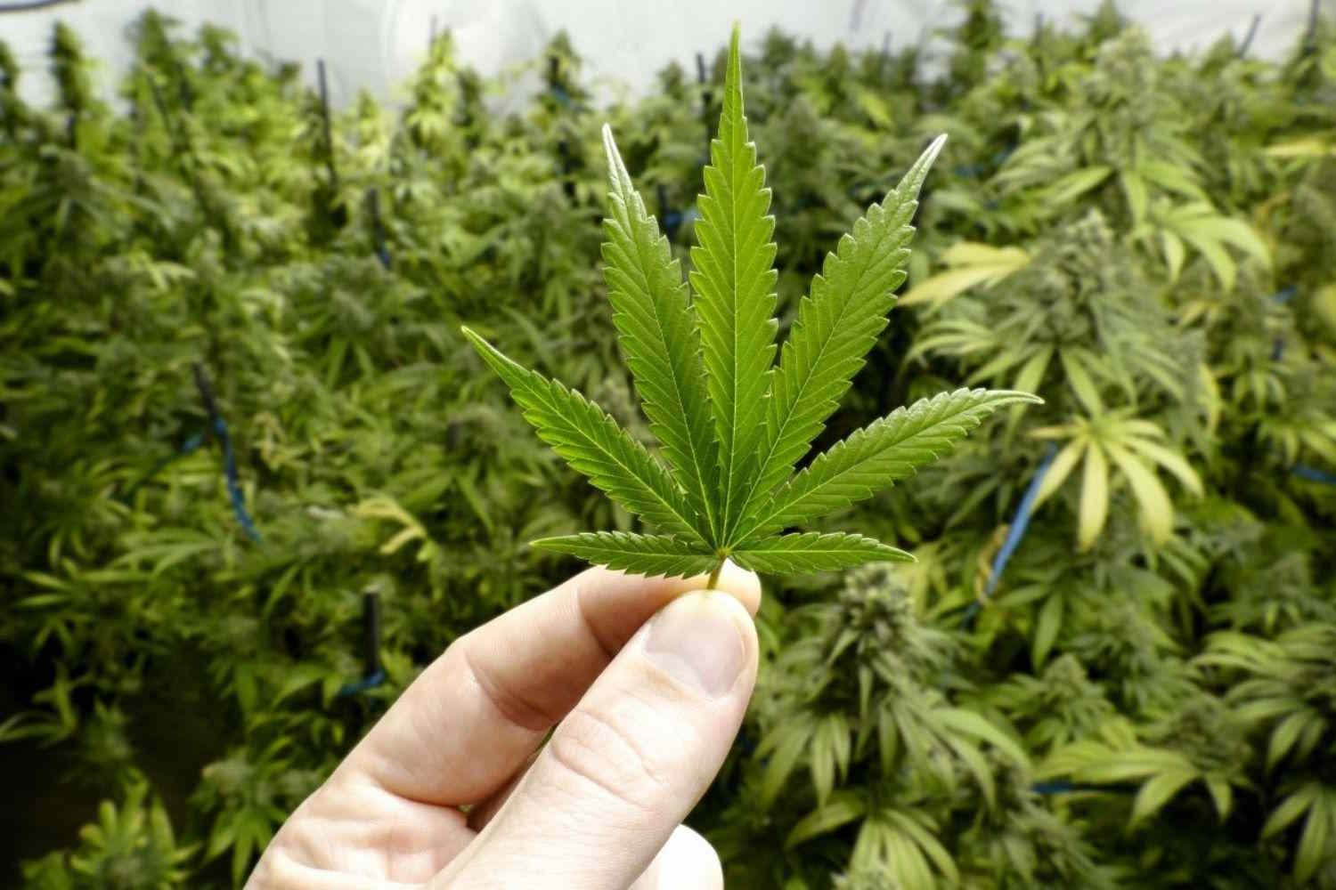 cannabis terapeutica
