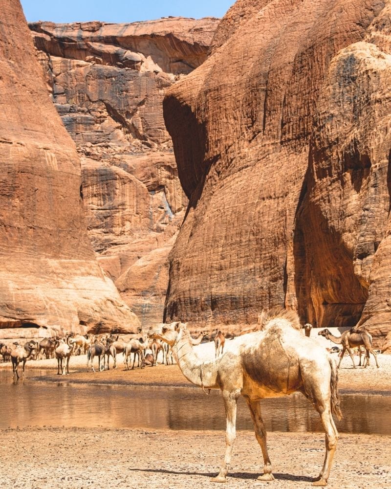 Camellos en Guelta d'Archei en Chad
