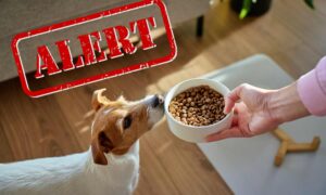 Comida para perros retirada del mercado por riesgo microbiológico: el lote a tener en cuenta