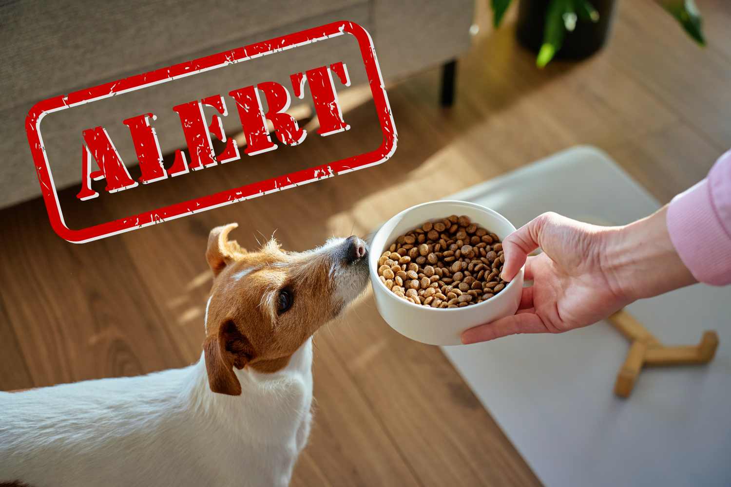 allerta croccantini cane