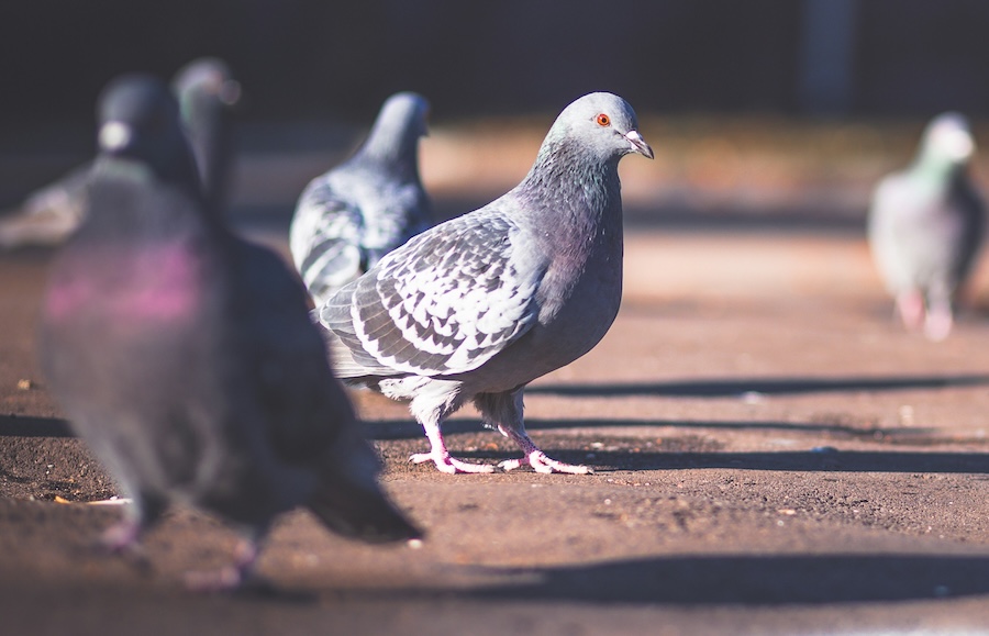 Welcome to the ‘Homogenocene’: how humans are making the world’s wildlife dangerously samey