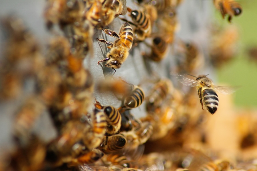 DS Smith engage bees to monitor natural habitats at thirteen packaging facilities in France