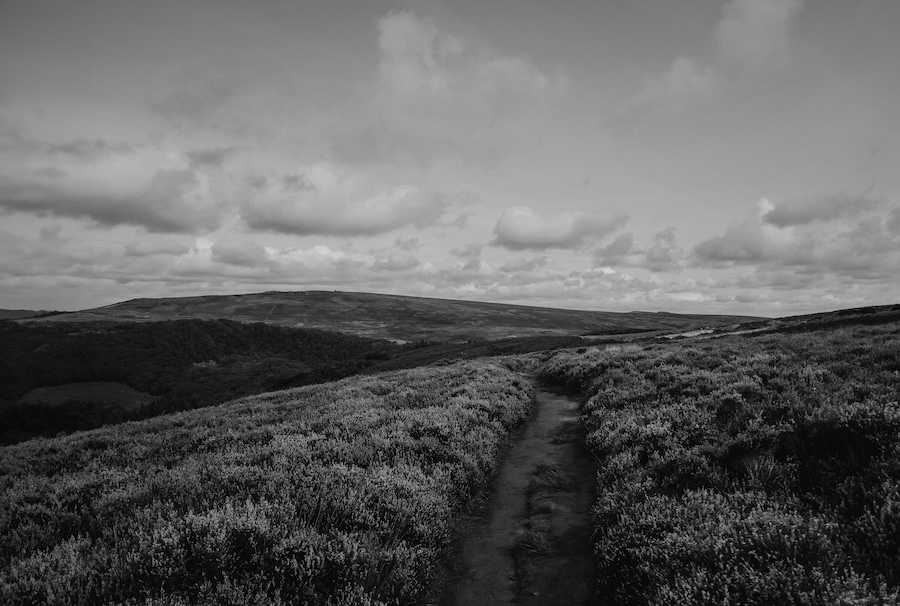 Gamekeeper pleads guilty in England’s first-ever Hen Harrier persecution case