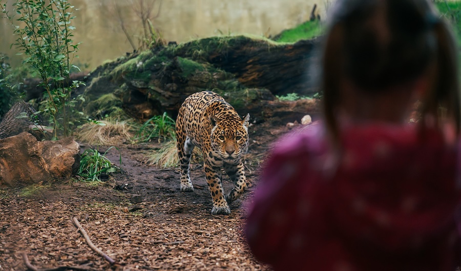 Chester Zoo launches major new programme promoting wellbeing through nature