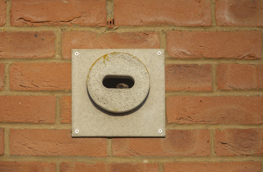 Scotland makes history as first UK nation to include Swift Bricks in legislation