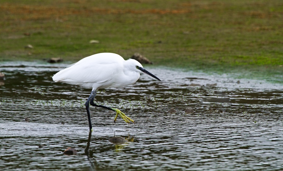 BTO research sheds light on the numbers and geographical spread of the Little Egret