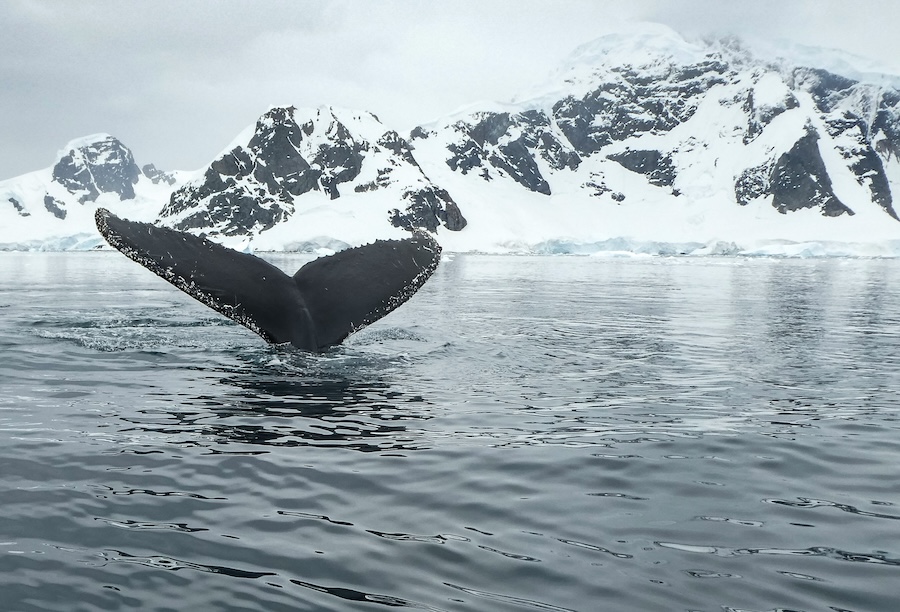 Rain is coming to Antarctica – here’s how it will change the frozen continent