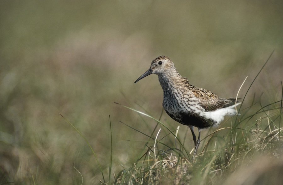 Rare Pennine wading bird given boost as RSPB survey reveals Dunlin breeding success
