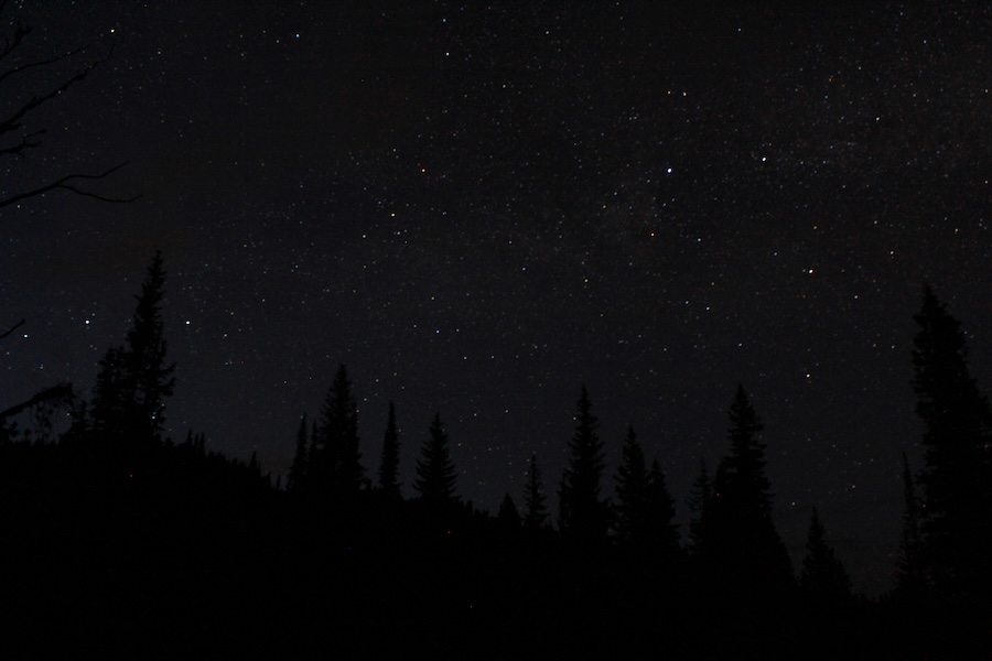 Six more rare Hen Harriers vanish on or near grouse moors with another confirmed poisoned