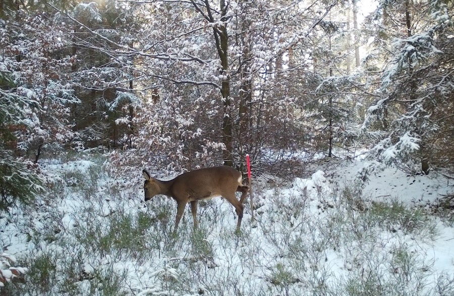 Just the smell of lynx can reduce deer browsing damage in recovering forests