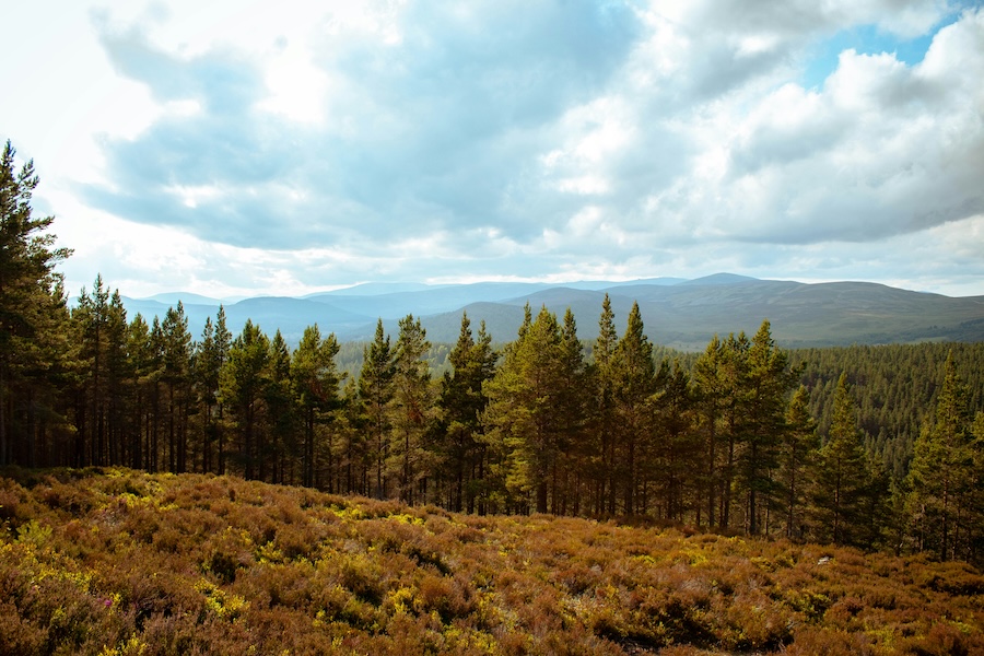 Three Steps to give Scotland’s rural communities a stake in the forests they live beside