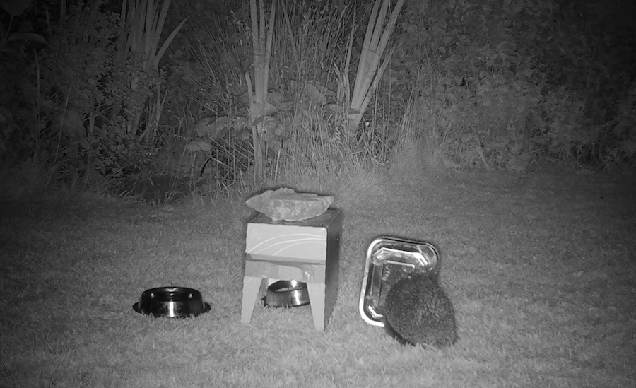 Study captures rare glimpse into urban hedgehog life – and reveals the impact of feeding on garden visits