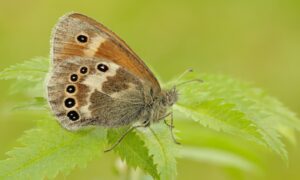 Demostrando que las mariposas de pantano son un nuevo ‘canario del cambio climático’