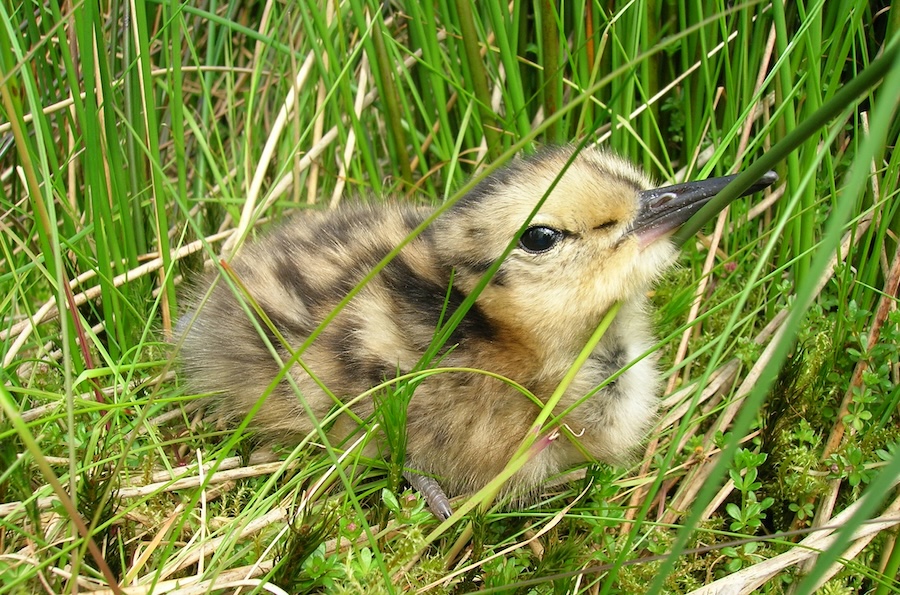 Give birds more space in the UK this spring and summer
